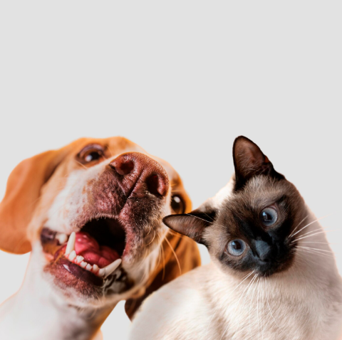 Cómo despedirse de tu mascota: ideas bonitas y respetuosas para honrar su memoria